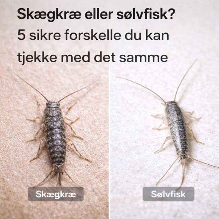 ChatGPT Image 12. jan. 2026, 13.08.50